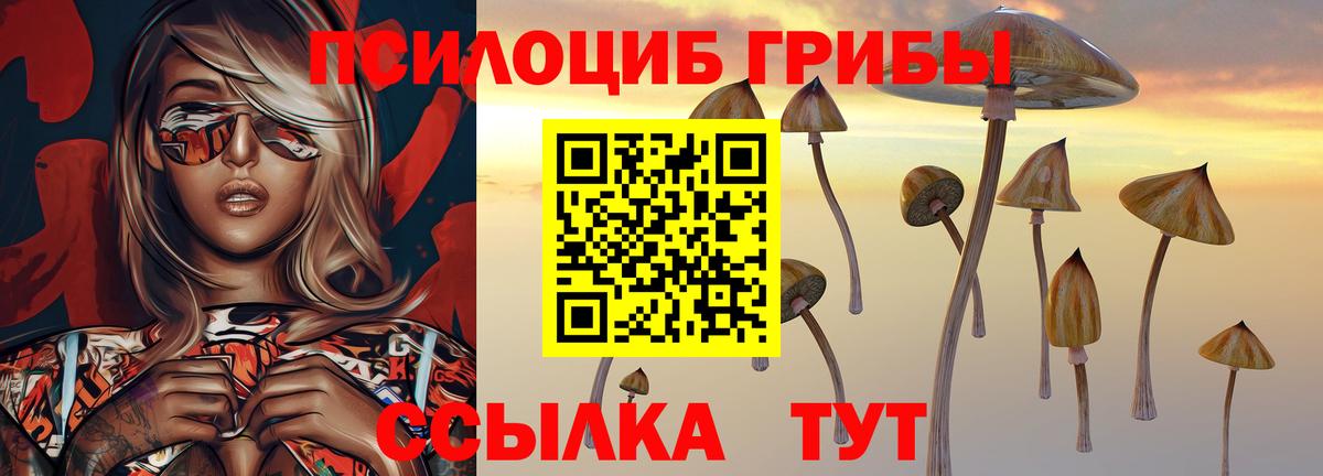 где купить наркотик  Псилоцибиновые грибы MAGIC MUSHROOMS  Псилоцибиновые грибы Cubensis  Вход с VPN  Клинцы 